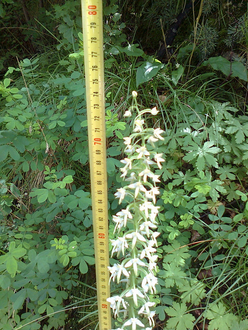 Platanthera bifolia var. gigantea